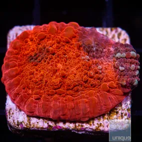 Echinophyllia sp. Ultra Red Chalice- WYSIWYG Frag LPS