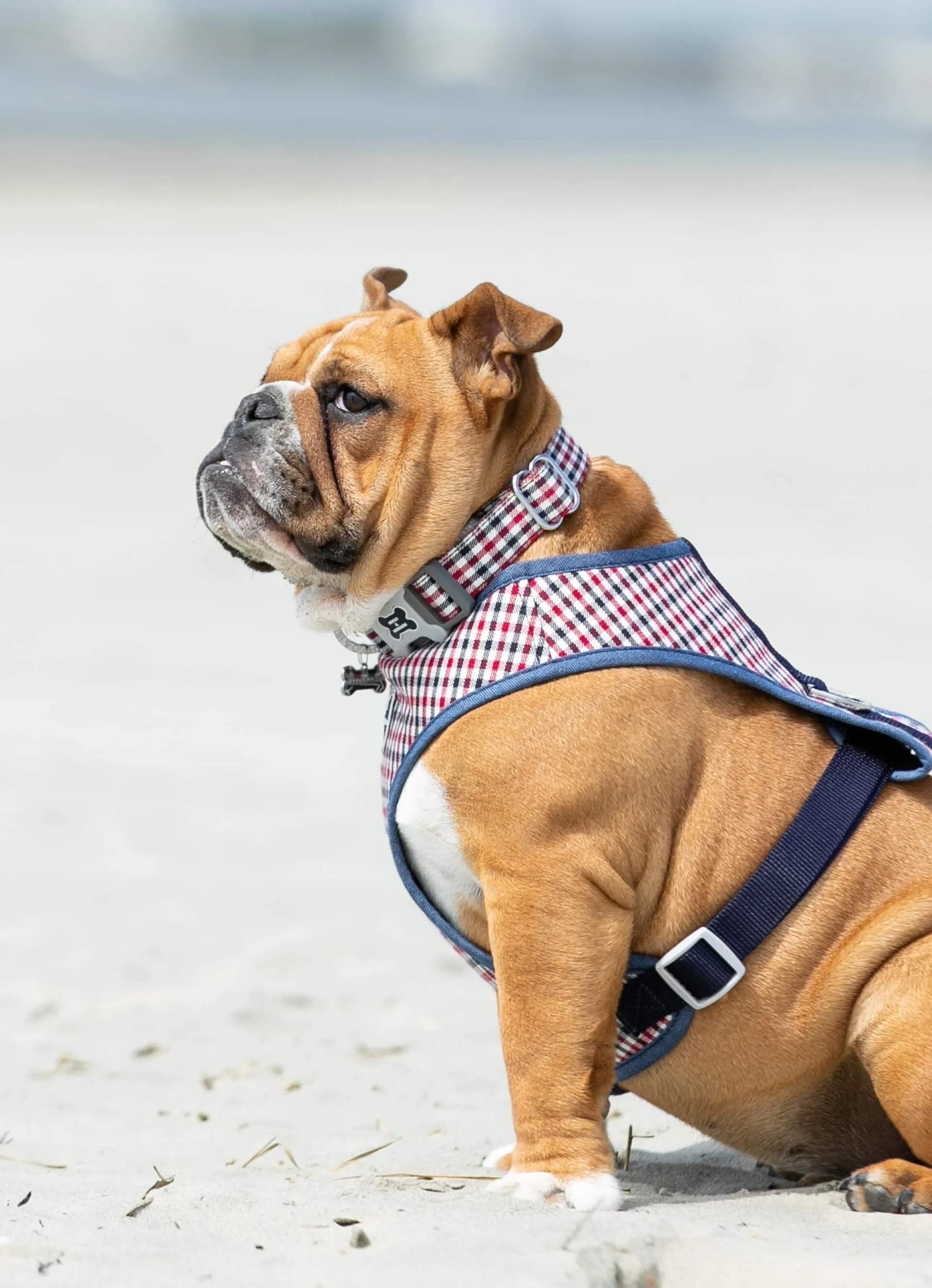 Fabric Dog Collar - Checkered Navy and Red