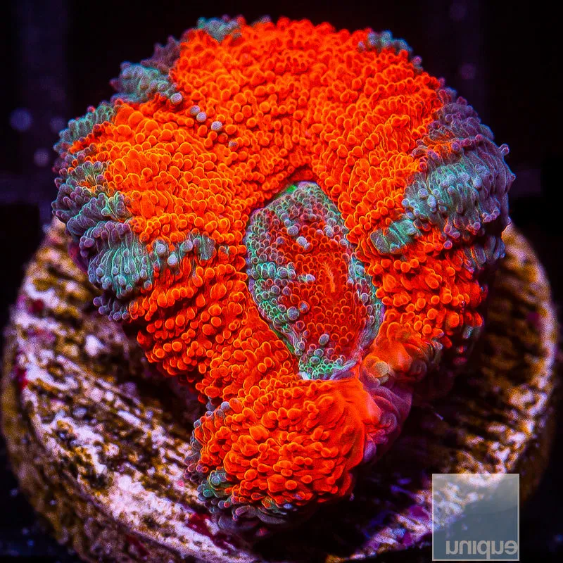 Micromussa lordhowensis sp. Red and Blue Acan Lord- WYSIWYG Frag LPS