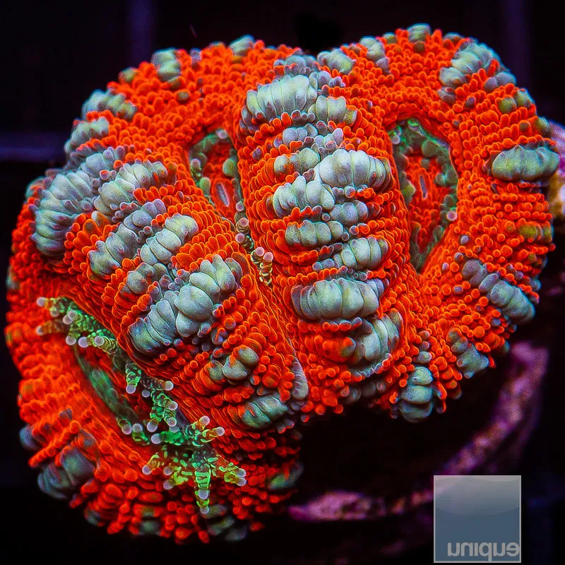 Micromussa lordhowensis sp. Red and Blue Striped Acan Lord- WYSIWYG Frag LPS