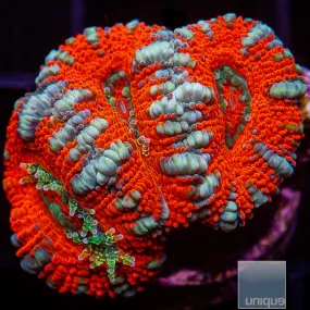 Micromussa lordhowensis sp. Red and Blue Striped Acan Lord- WYSIWYG Frag LPS