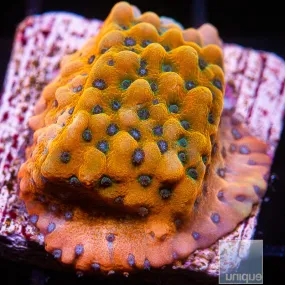 Montipora sp. Blue Polyp Montipora- WYSIWYG Frag SPS