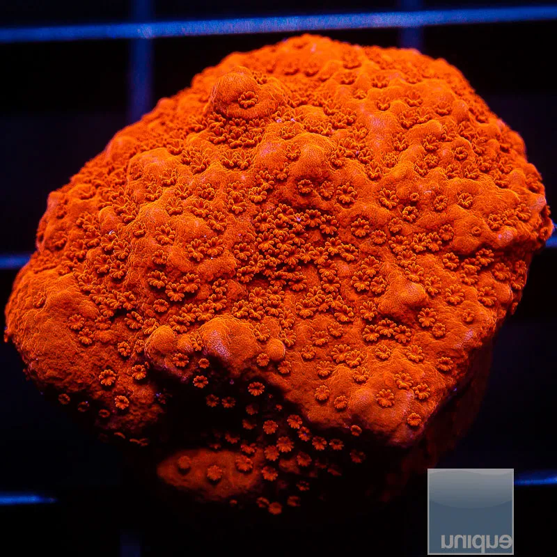 Montipora sp. Orange Red Montipora- WYSIWYG Frag SPS