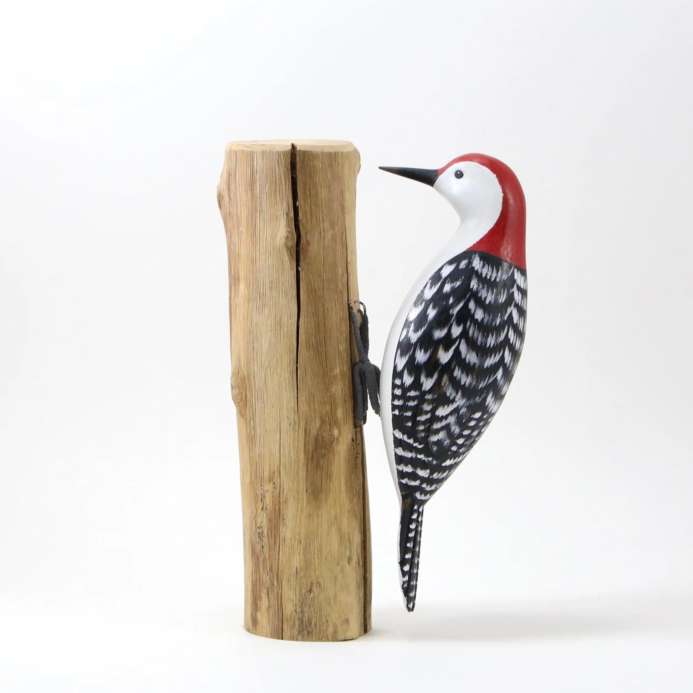 Red Bellied Woodpecker in Wood