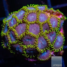 Zoanthus sp. Green and Blue Zoanthid- WYSIWYG Frag Zoa/Paly