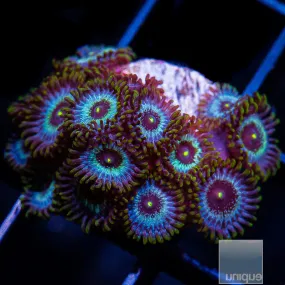 Zoanthus sp. Premium Blue Zoanthid- WYSIWYG Frag Zoa/Paly