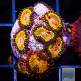 Zoanthus sp. UC Fallen Icarus Zoanthid- WYSIWYG Frag Zoa/Paly